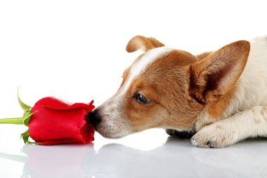 Kırmızı gül, köpekle beyaz izole