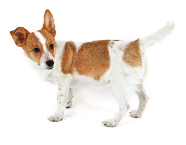 Beyaz arkaplanda izole edilmiş sevimli köpek