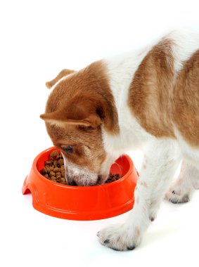 Yemek yiyecek çanak, beyaz arka plan üzerinde izole dan köpek yavrusu