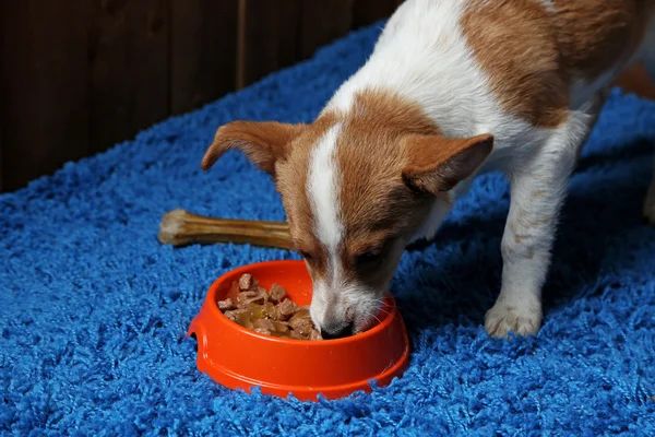 木製の壁の背景に、皿から食べ物を食べる子犬 — ストック写真