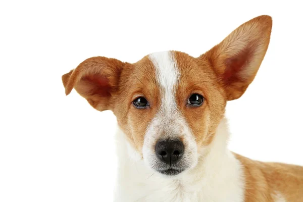 Bonito cão isolado no fundo branco — Fotografia de Stock