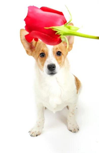Hund med röd ros, isolerad på vit — Stockfoto