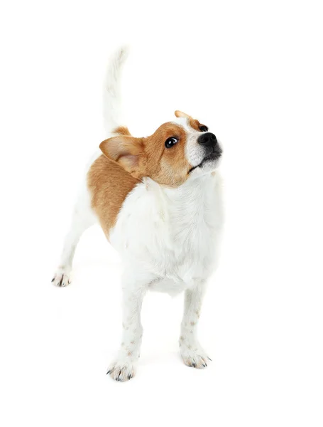 Cão bonito com osso de couro na fita vermelha isolada no fundo branco — Fotografia de Stock