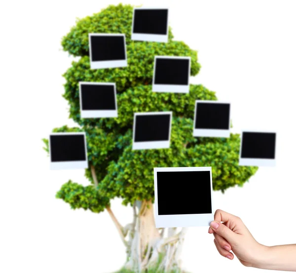 Gran árbol verde con tarjetas de fotos en él aislado en blanco —  Fotos de Stock