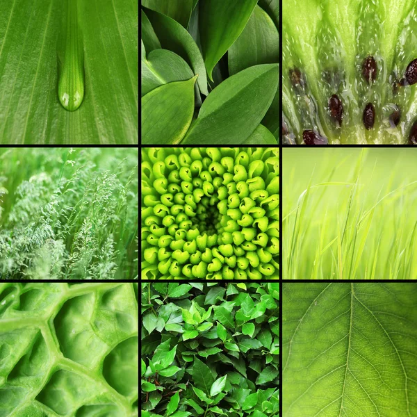 Zelený vzorky koláž — Stock fotografie