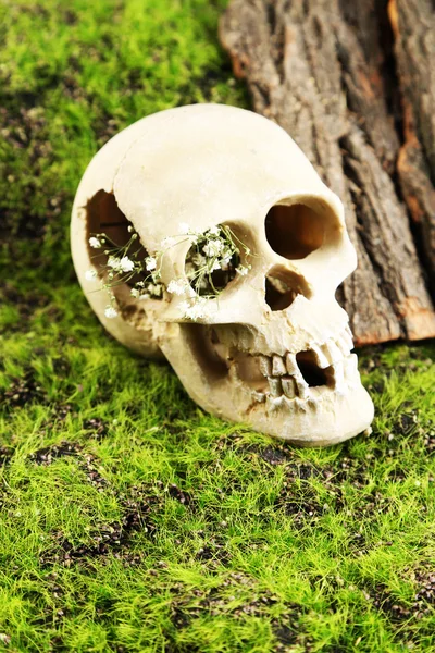 Skull with flowers — Stock Photo, Image