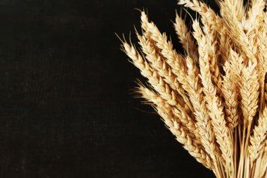 spikelets buğday
