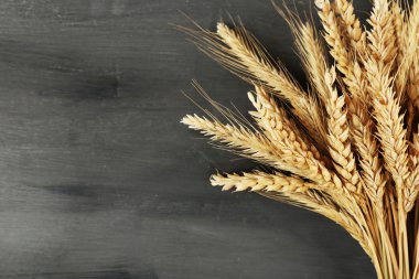 spikelets buğday