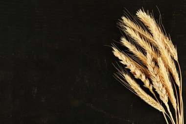 spikelets buğday