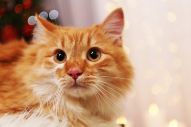 Sevimli kırmızı kedi