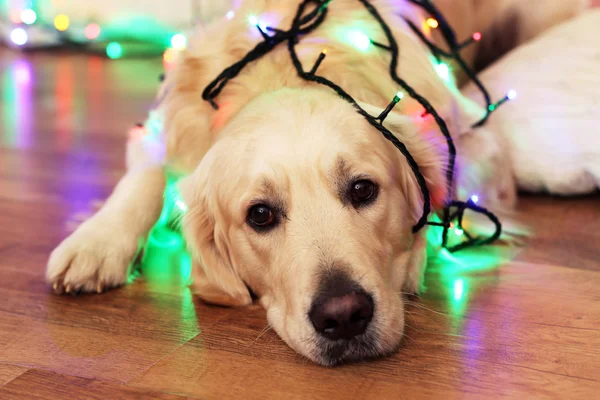 Labrador lying with garland on wooden floor and Christmas decoration background — Stock Photo, Image