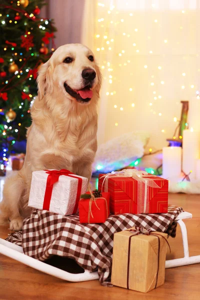Labrador sitter nära släde med nuvarande lådor på trägolv och julgran bakgrund — Stockfoto