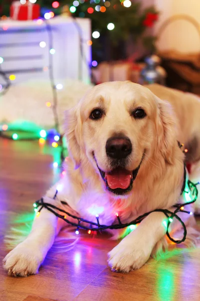 Labrador acostado con guirnalda sobre suelo de madera y fondo de decoración navideña — Foto de Stock