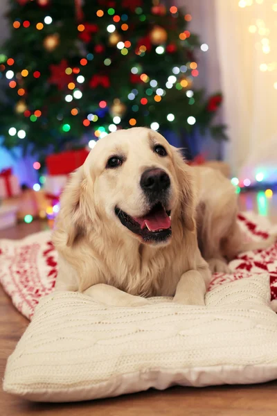 Labrador acostado a cuadros sobre suelo de madera y fondo de decoración navideña —  Fotos de Stock