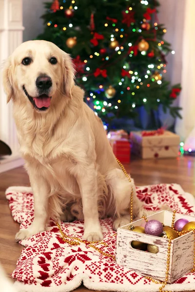 Labrador som sitter på rutet nær kasse med grus på tregulv og bakgrunn av julepynt – stockfoto