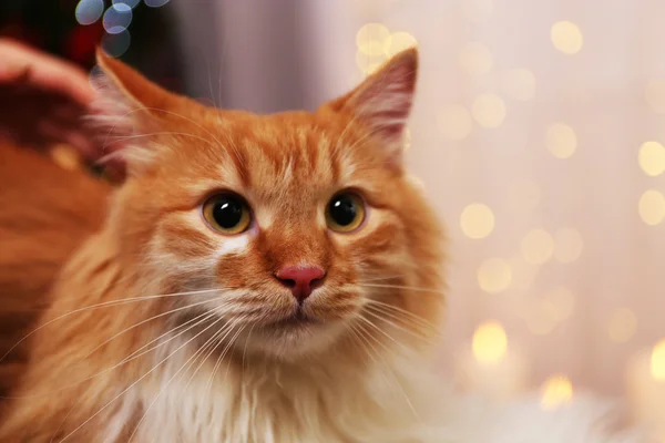 Roztomilý červená kočka — Stock fotografie