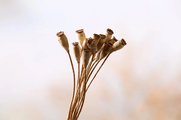 Сушеные полевые цветы на светлом фоне — стоковое фото