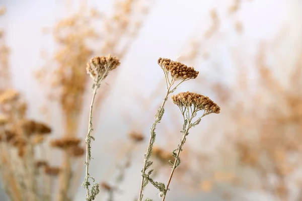 Gedroogde wilde bloemen op lichte achtergrond — Stockfoto