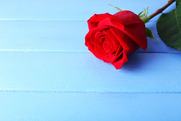 Beautiful red rose on color wooden planks background — Stock Photo, Image