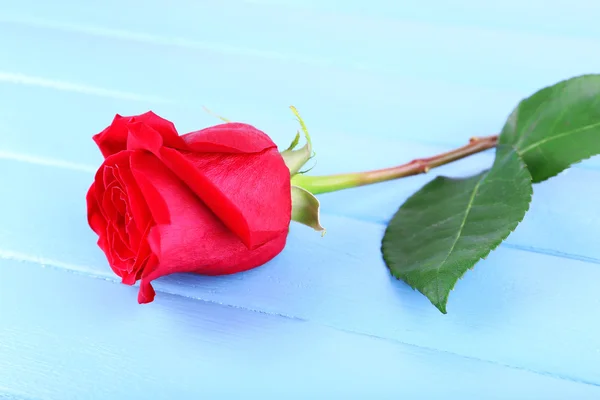Schöne rote Rose auf farbigen Holzplanken Hintergrund — Stockfoto