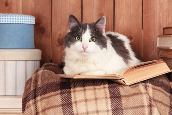 Кіт лежить з книгою — стокове фото