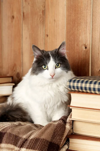 Gato bonito sentado em xadrez com livros — Fotografia de Stock