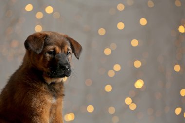 Noel ışıkları üzerinde şirin köpek yavrusu