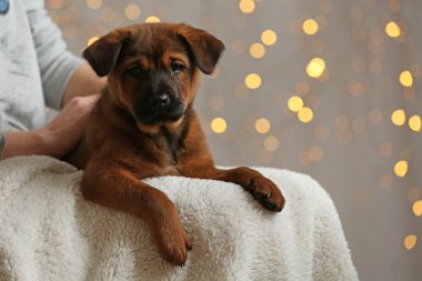 Noel ışıkları üzerinde şirin köpek yavrusu