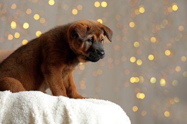 Noel ışıkları üzerinde şirin köpek yavrusu