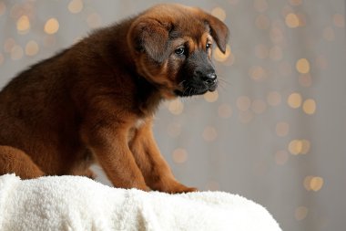 Noel ışıkları üzerinde şirin köpek yavrusu