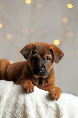 Noel ışıkları üzerinde şirin köpek yavrusu