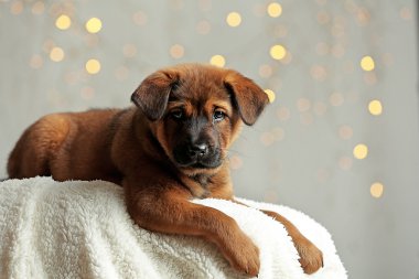 Noel ışıkları üzerinde şirin köpek yavrusu