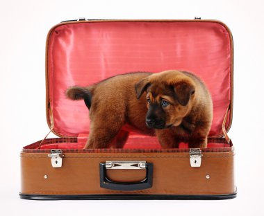 Beyaz izole deri bavul içinde şirin köpek yavrusu