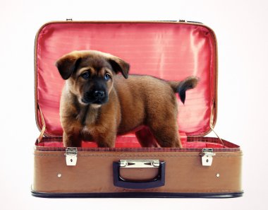 Beyaz izole deri bavul içinde şirin köpek yavrusu