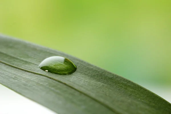 Goutte de rosée sur feuille — Photo