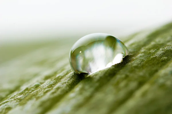 stock image Dew drop on leaf