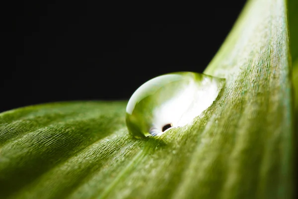 Dew drop on leaf — Stock Photo, Image