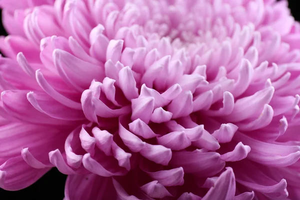 Beau chrysanthème gros plan — Photo