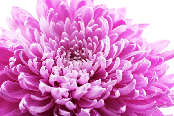 Beautiful chrysanthemum close-up — Stock Photo, Image