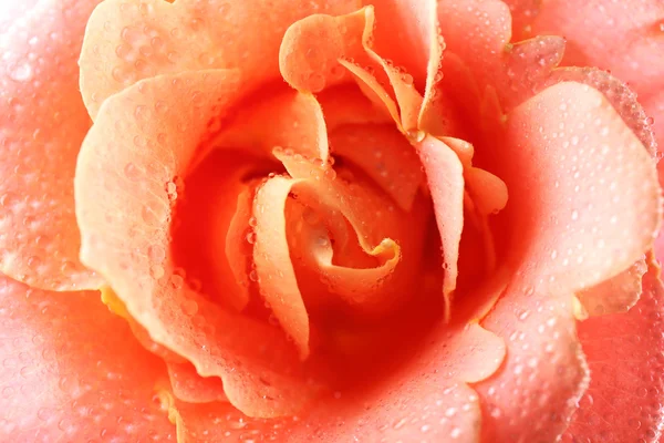 Schöne orange Rose — Stockfoto