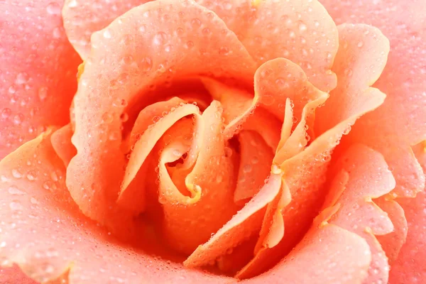 Belle rose orange — Photo