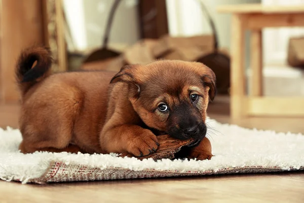 Carino cucciolo sdraiato su tappeto — Foto Stock