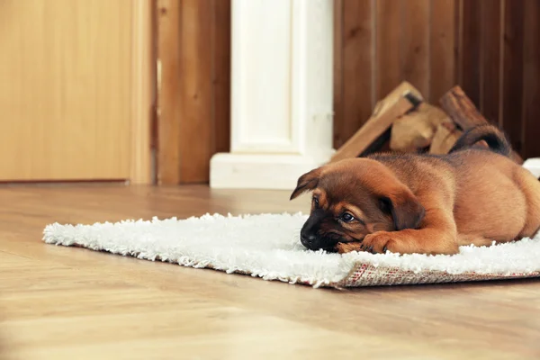 Cute puppy leżąc na dywanie — Zdjęcie stockowe