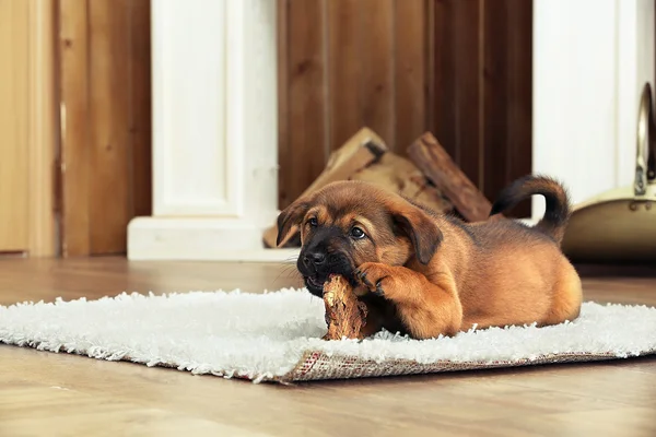 Cute puppy leżąc na dywanie — Zdjęcie stockowe