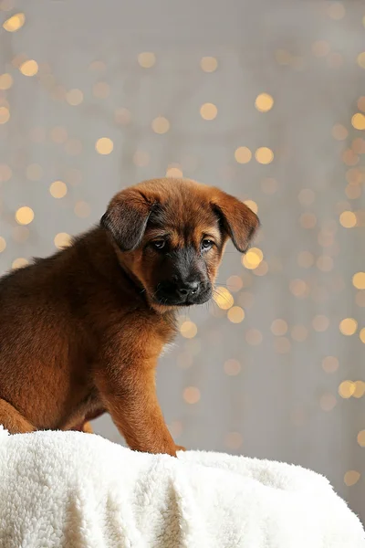 Schattige puppy op lichten van Kerstmis — Stockfoto
