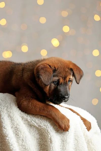 Lindo cachorro en luces de Navidad —  Fotos de Stock