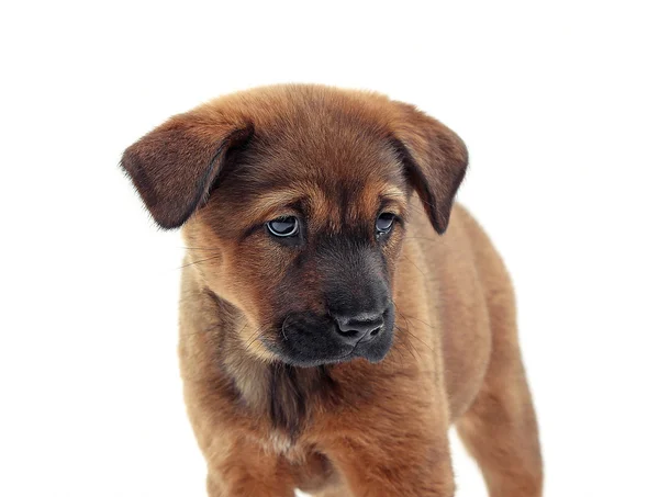 Filhote de cachorro bonito isolado no branco — Fotografia de Stock