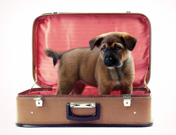 Beyaz izole deri bavul içinde şirin köpek yavrusu — Stok fotoğraf
