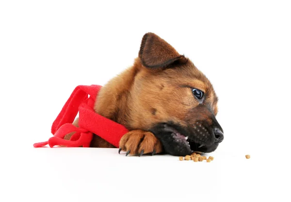 Cachorrinho bonito com cachecol vermelho isolado no branco — Fotografia de Stock