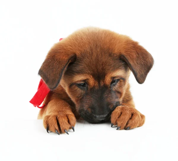 Cute puppy z czerwonym szalikiem na białym tle — Zdjęcie stockowe